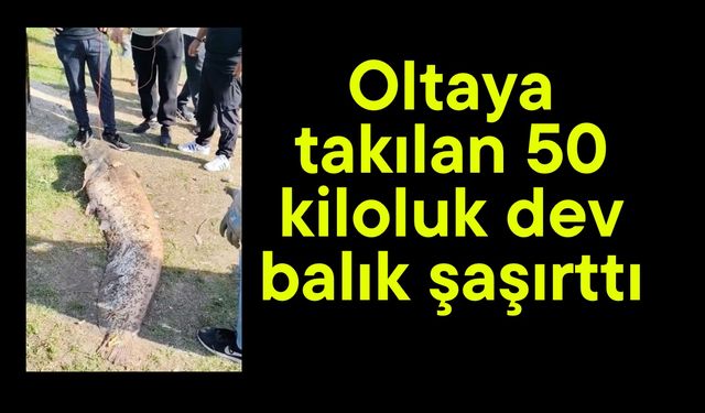 Oltaya takılan 50 kiloluk dev balık şaşırttı (Video)