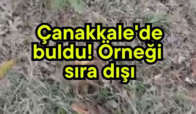 Çanakkale'de buldu! "Örneği sıra dışı"