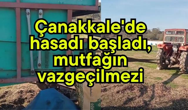 Çanakkale'de hasadı başladı, mutfağın vazgeçilmezi