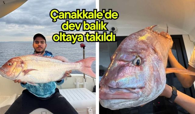 Çanakkale'de dev balık oltaya takıldı