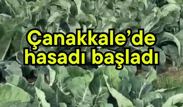 Çanakkale’de hasadı başladı