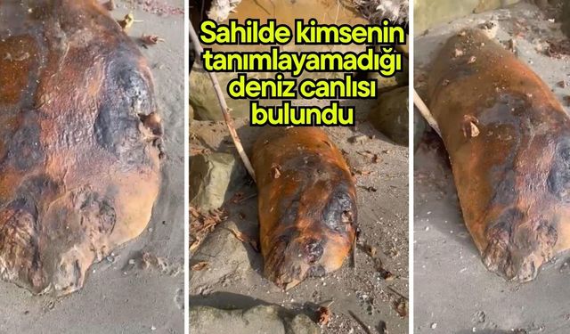 Sahilde kimsenin tanımlayamadığı deniz canlısı bulundu (Video)