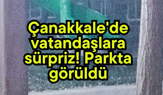 Çanakkale'de vatandaşlara sürpriz! Parkta görüldü