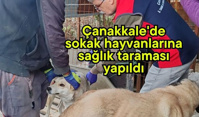 Çanakkale'de sokak hayvanlarına sağlık taraması yapıldı