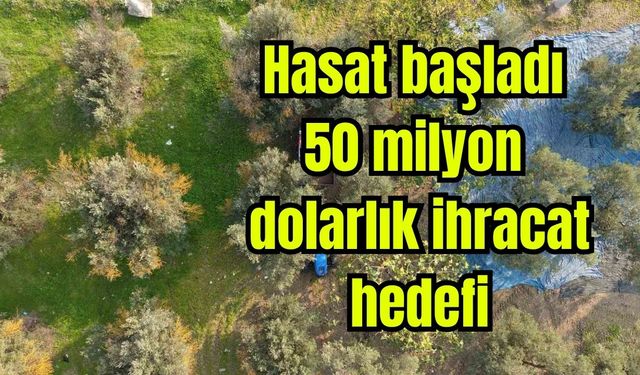 Hasat başladı: 50 milyon dolarlık ihracat hedefi