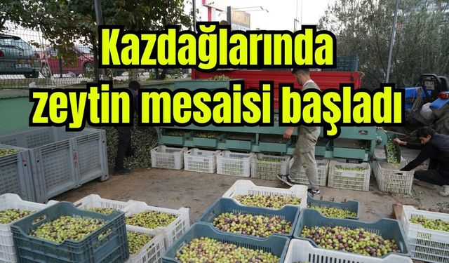 Kazdağları'nda tescilli yeşil çizik zeytin mesaisi başladı