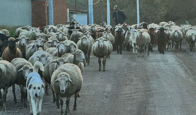 Aylık 50 bin liraya çoban bulamıyorlar