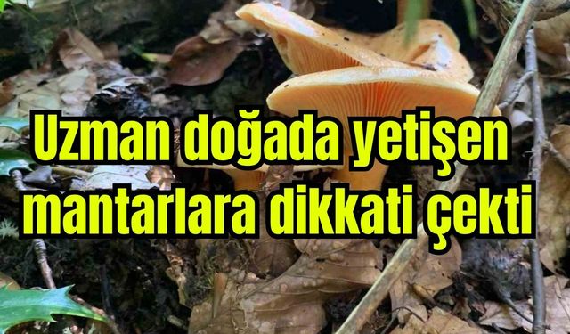 Uzman doğada yetişen mantarlara dikkati çekti