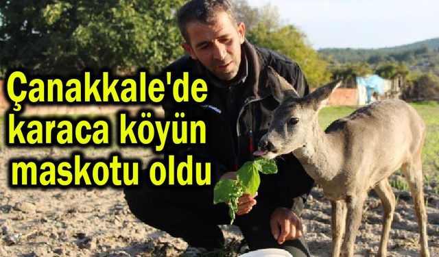 Çanakkale'de karaca köyün maskotu oldu (Video)