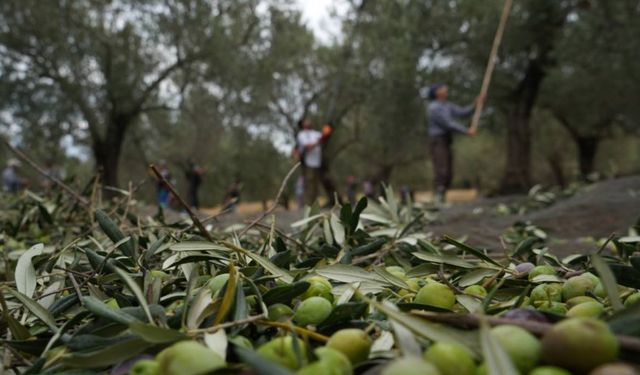 Zeytin hasadıyla tatil buluştu