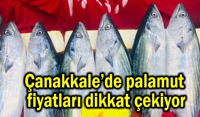 Çanakkale’de palamut fiyatları dikkat çekiyor