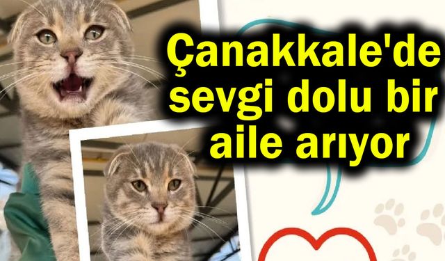 Çanakkale'de sevgi dolu bir aile arıyor