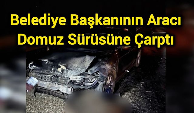 Belediye Başkanının Aracı Domuz Sürüsüne Çarptı