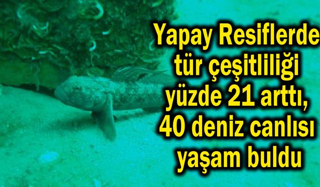 40 deniz canlısı yaşam buldu