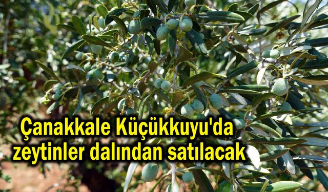 Çanakkale Küçükkuyu'da zeytinler dalından satılacak