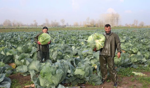 Turşuların başrol oyuncusu lahananın hasadına devam ediliyor