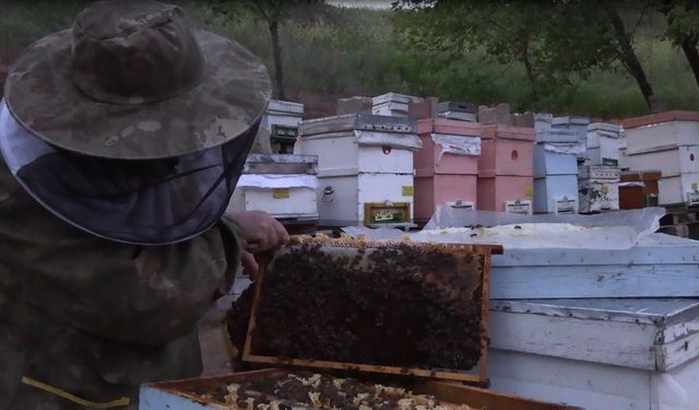Profesörden arı ölümlerine ilişkin açıklama (Video)
