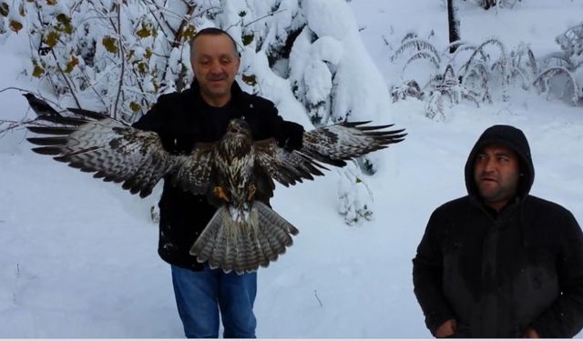 Kargayı atmacanın pençelerinden yoldan geçen vatandaşlar kurtardı