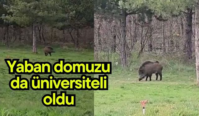 Yaban domuzu da üniversiteli oldu (Video)