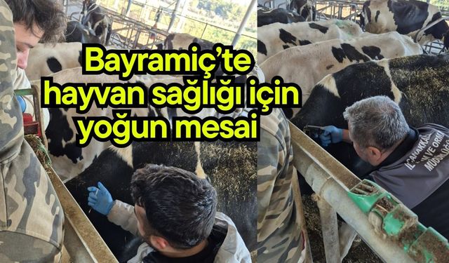 Bayramiç’te hayvan sağlığı için yoğun mesai