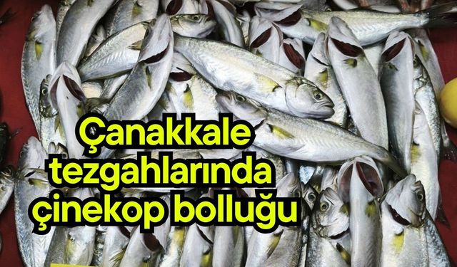 Çanakkale tezgahlarında çinekop bolluğu