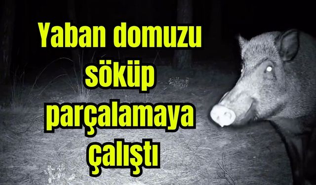 Yaban domuzu söküp parçalamaya çalıştı (Video)