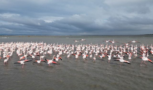 Enez Gala Gölü flamingolara ev sahipliği yapıyor (Video)