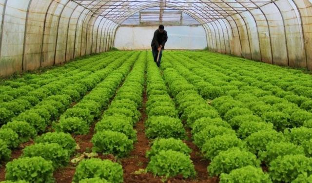 Bitkisel üretim bir önceki yıla göre azaldı