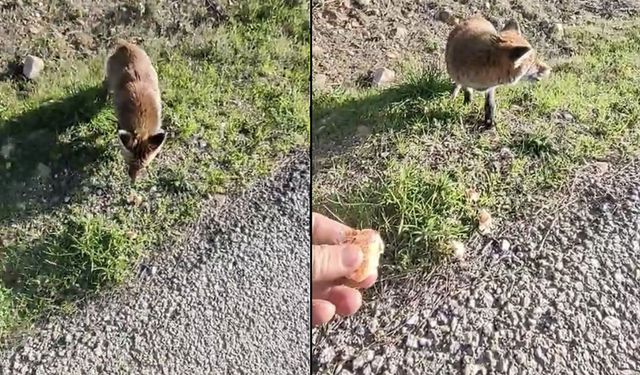 Çanakkale'de insanlara alışan tilki bölgenin maskotu oldu