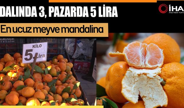 En ucuz meyve mandalina (Video)