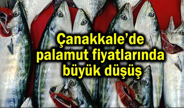 Çanakkale’de palamut fiyatlarında büyük düşüş