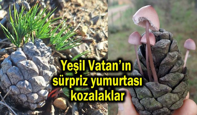 Yeşil Vatan’ın sürpriz yumurtası kozalaklar