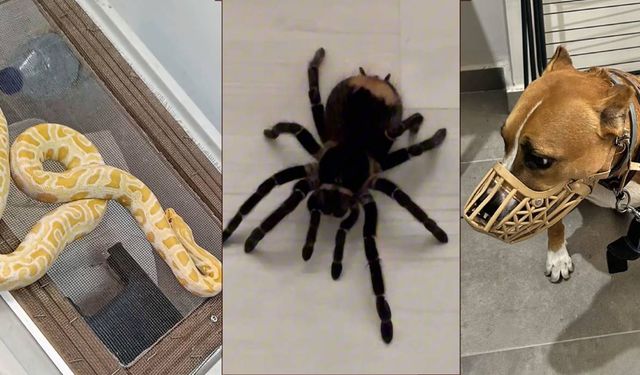 Operasyon yapılan ev hayvanat bahçesi gibi çıktı (Video)