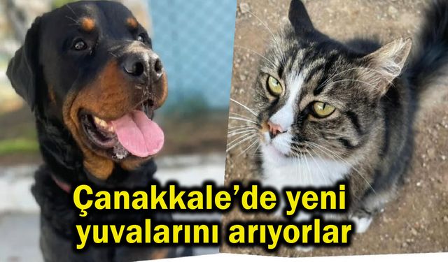 Çanakkale’de yeni yuvalarını arıyorlar