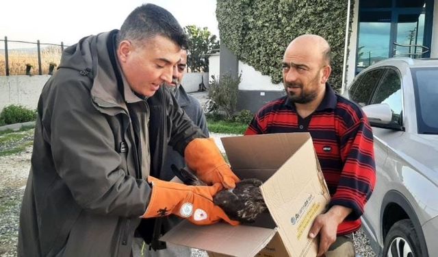 Çanakkale'de yaralı şahin koruma altına alındı