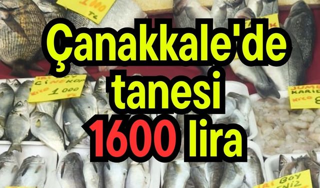 Çanakkale'de tanesi 1600 lira