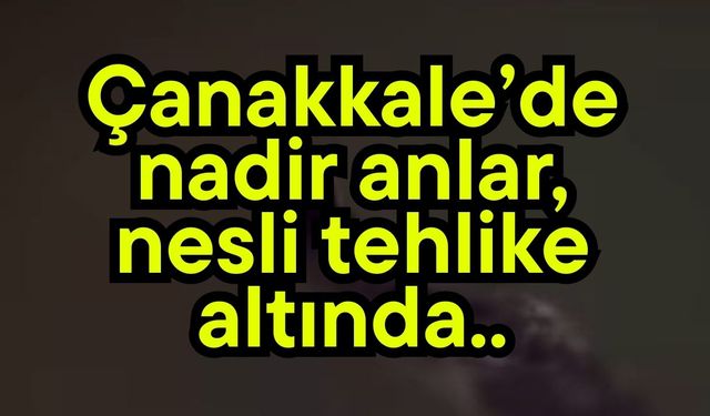 Çanakkale’de nadir anlar!