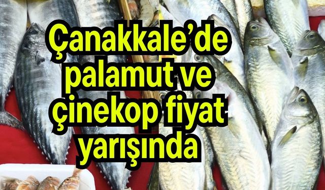 Çanakkale’de palamut ve çinekop fiyat yarışında