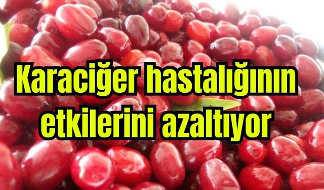Kızılcık tüketimi, yağlı karaciğer hastalığının etkilerini azaltıyor