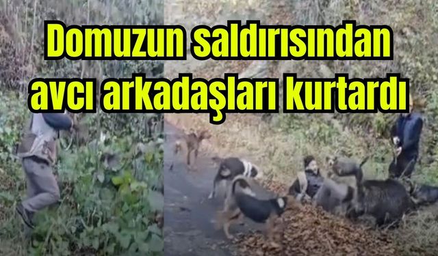 Domuzun saldırısından avcı arkadaşları kurtardı (Video)