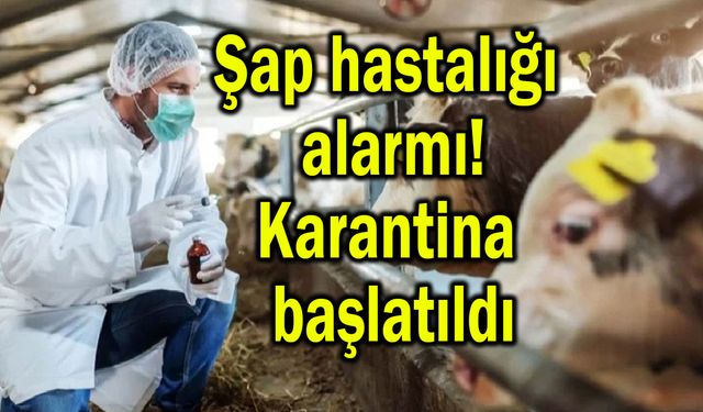 Şap hastalığı alarmı! Karantina başlatıldı