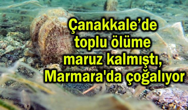 Çanakkale’de toplu ölüme maruz kalmıştı (Video)
