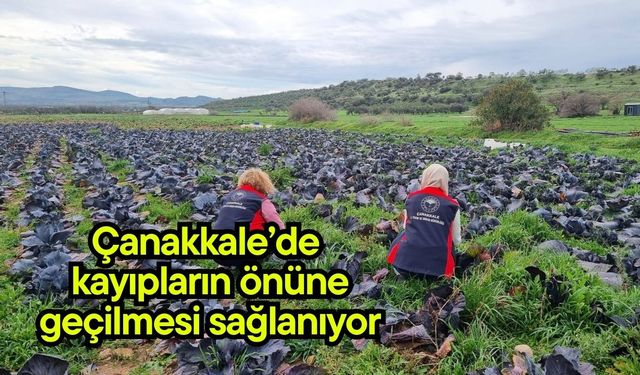 Çanakkale’de kayıpların önüne geçilmesi sağlanıyor