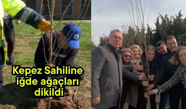 Kepez Sahiline iğde ağaçları dikildi