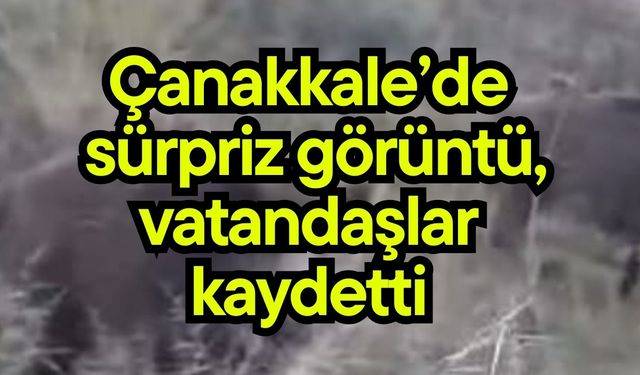 Çanakkale’de sürpriz görüntü