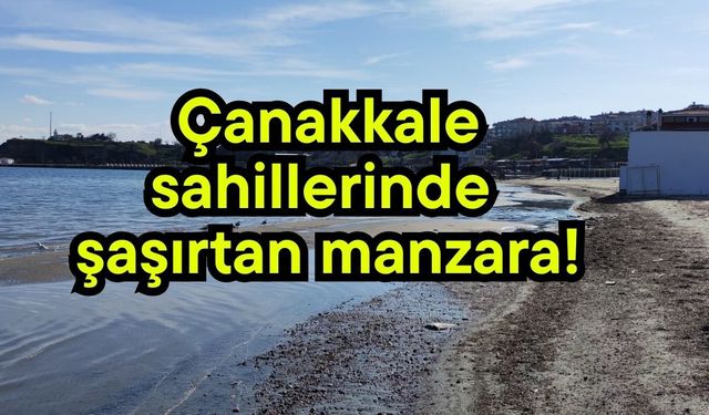 Çanakkale sahillerinde şaşırtan manzara!