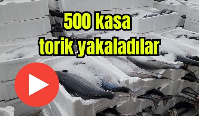 500 kasa torik yakaladılar (Video)