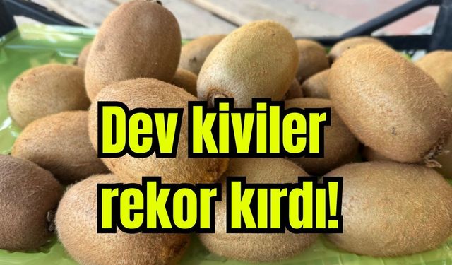 Dev kiviler rekor kırdı! (Video)