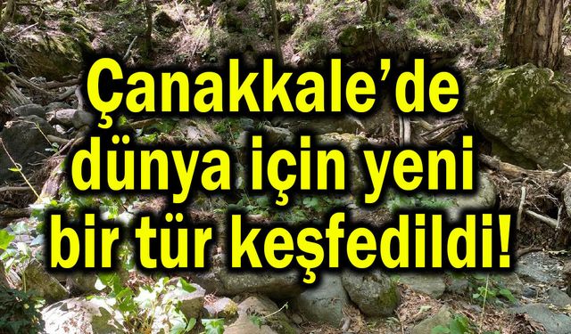 Çanakkale’de dünya için yeni bir tür keşfedildi!