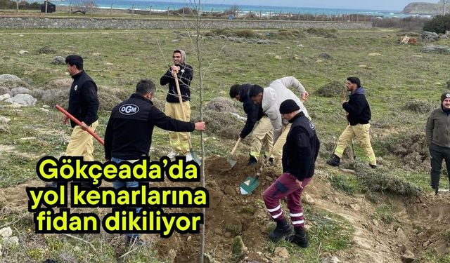 Gökçeada’da yol kenarlarına fidan dikiliyor